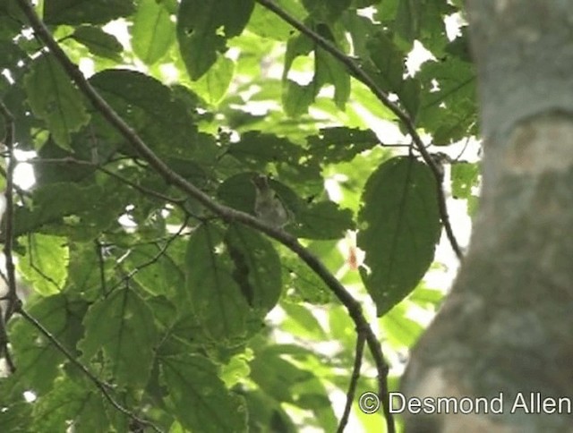 Lemon-throated Leaf Warbler - ML720542