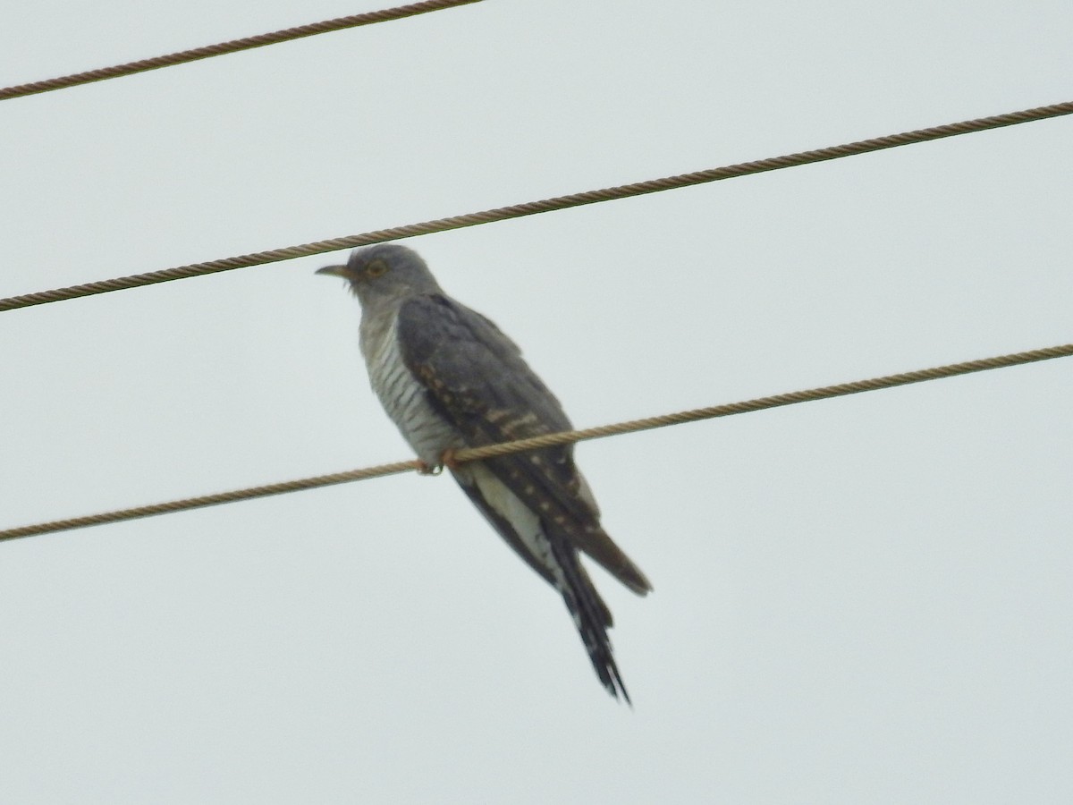 Common Cuckoo - Nick Hudson