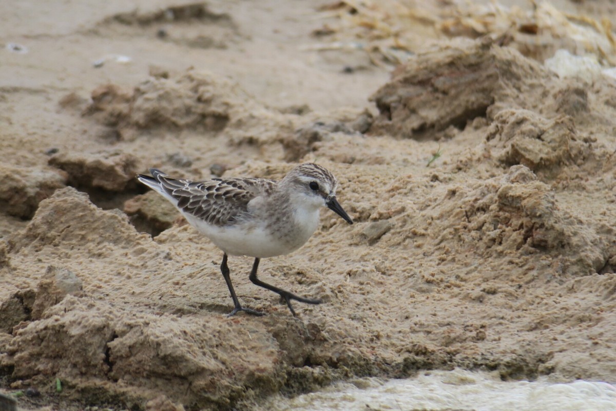 Red-necked Stint - Colin Poole