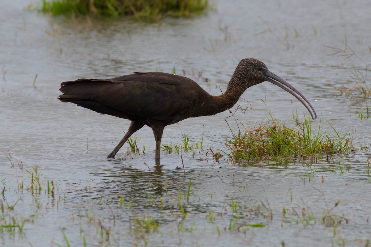 Glossy Ibis - Terence Alexander