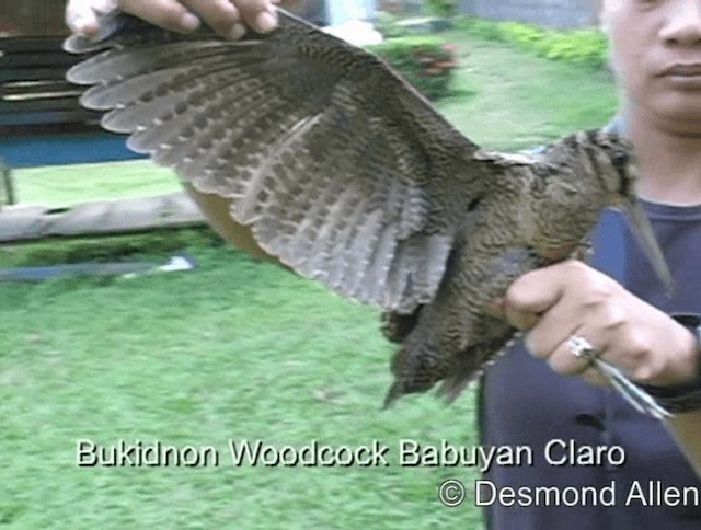 Bukidnon Woodcock - ML720556