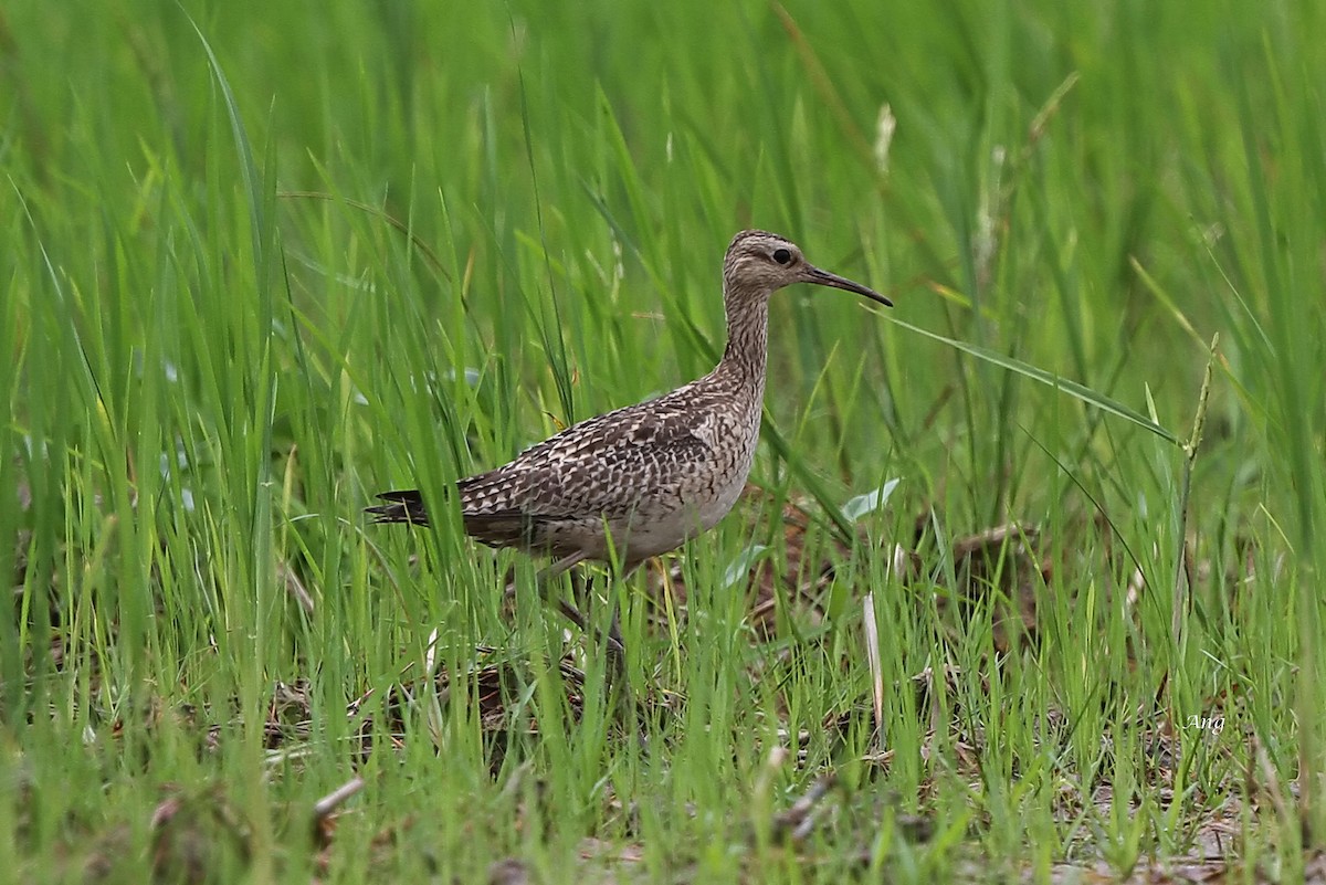 Little Curlew - ML72056161
