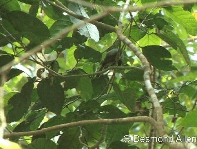 Black-crowned Babbler - ML720562