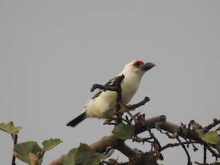  - Chaplin's Barbet