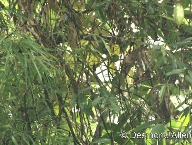 Luzon-Streifenbrillenvogel - ML720563