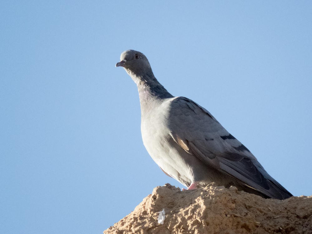 Rock Pigeon (Wild type) - Pedro Fernandes