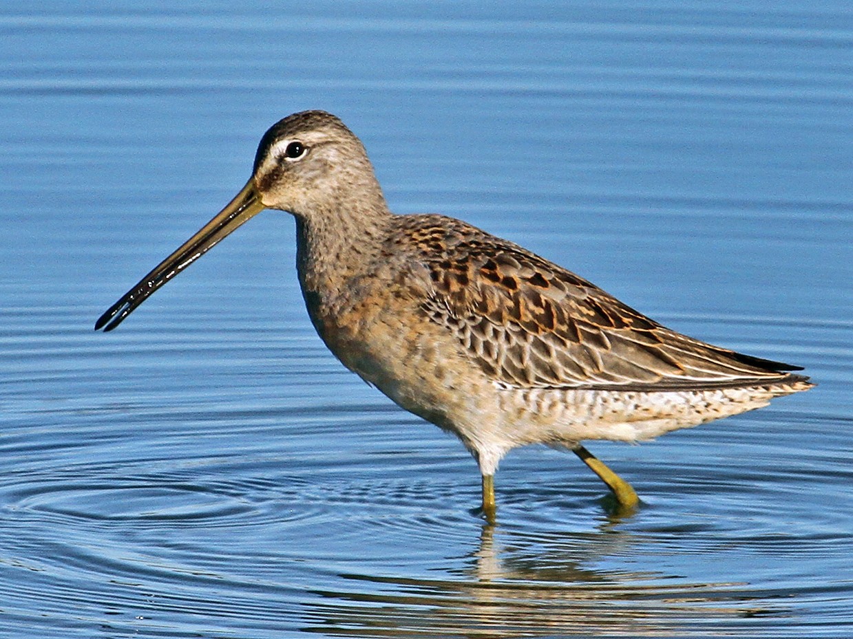 Long billed Dowitcher eBird