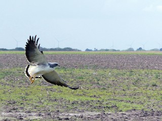 Águila Cola Blanca - eBird