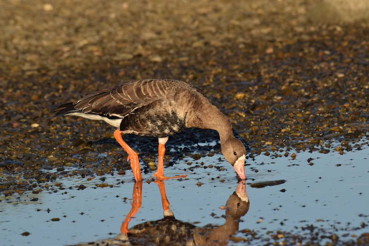Greater White-fronted Goose - ML72062771