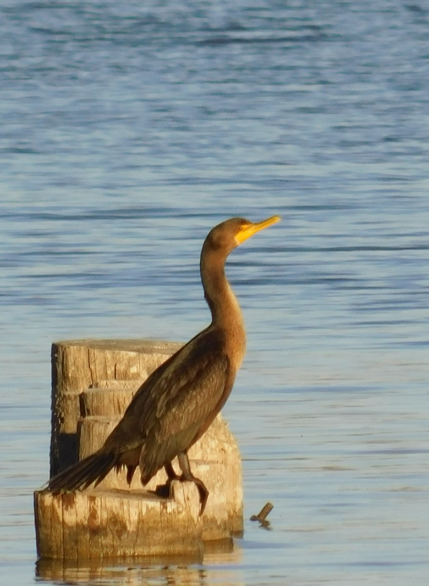 Double-crested Cormorant - Gail Fennell