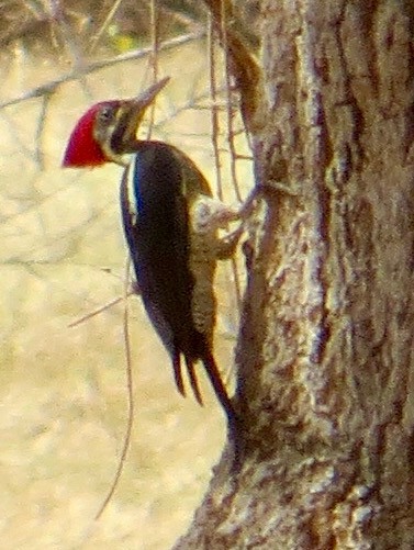 Lineated Woodpecker - ML72063421