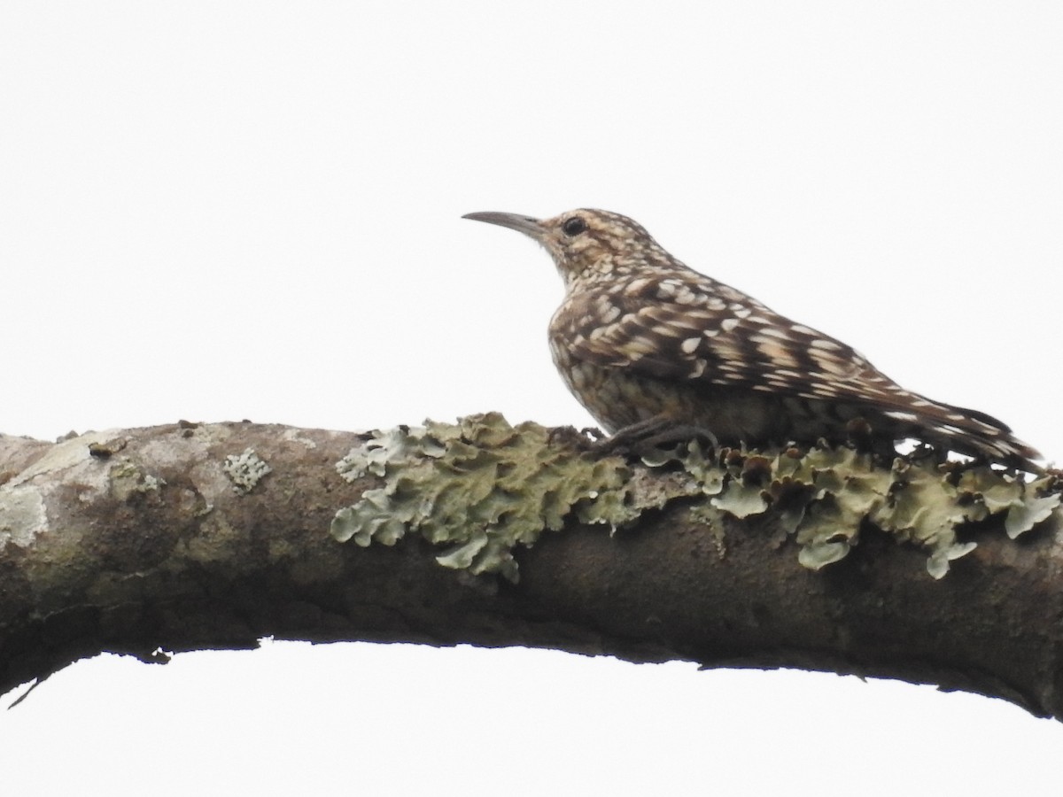 African Spotted Creeper - ML72063481
