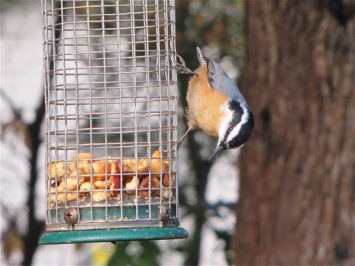 Red-breasted Nuthatch - ML72064071