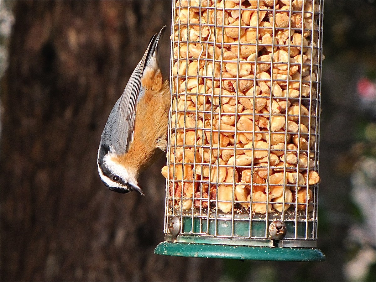 Red-breasted Nuthatch - ML72064121