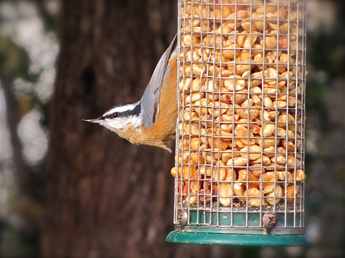 Red-breasted Nuthatch - ML72064131