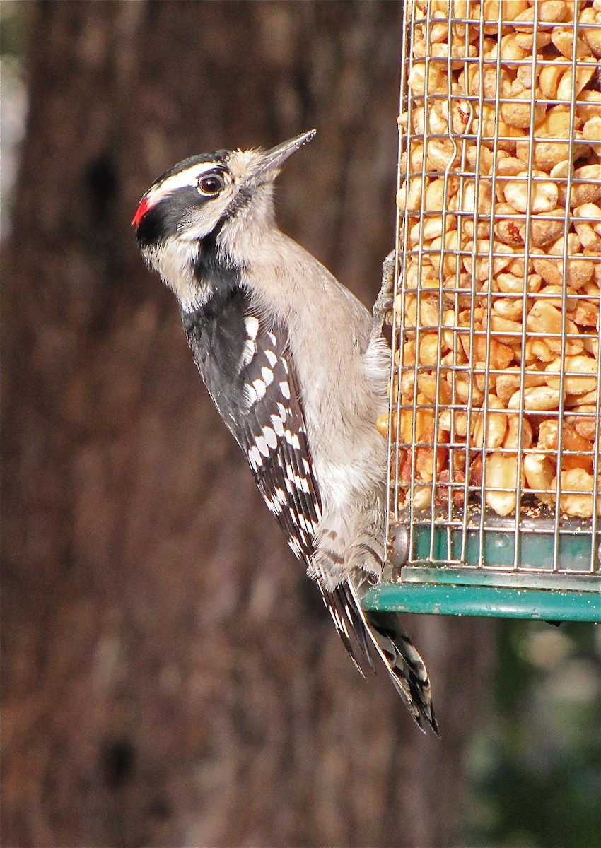 Downy Woodpecker - ML72064261