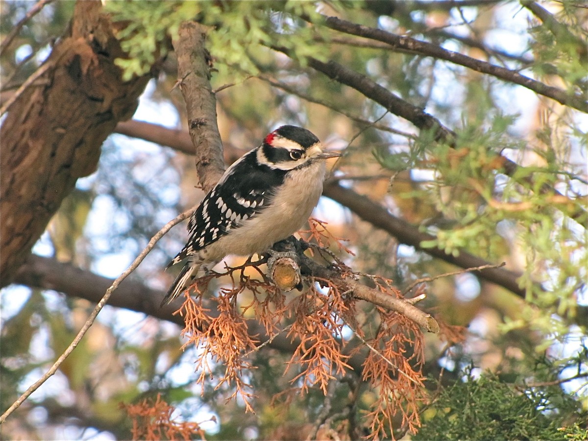 Downy Woodpecker - ML72064281