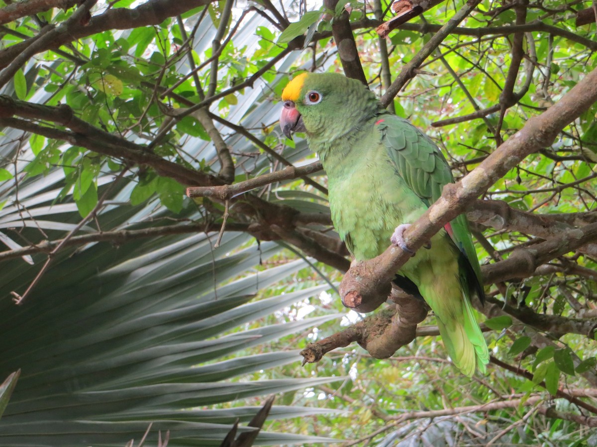 Yellow-crowned Parrot - ML72064691