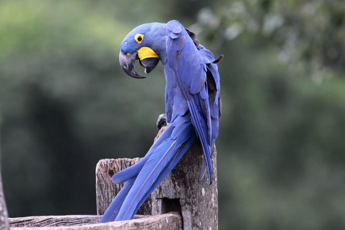 Hyacinth Macaw - ML72066191