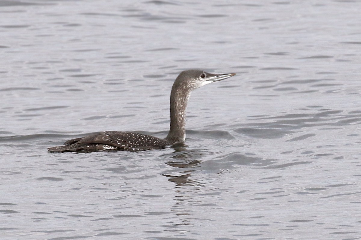 Red-throated Loon - ML72066211