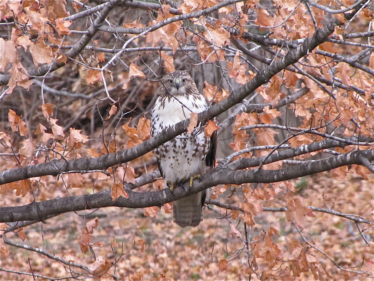 Red-tailed Hawk - ML72066791