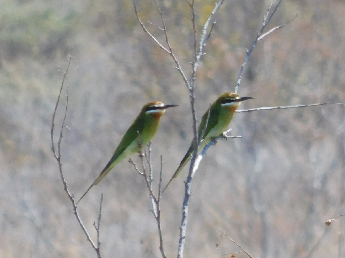 Madagascar Bee-eater - ML72071131