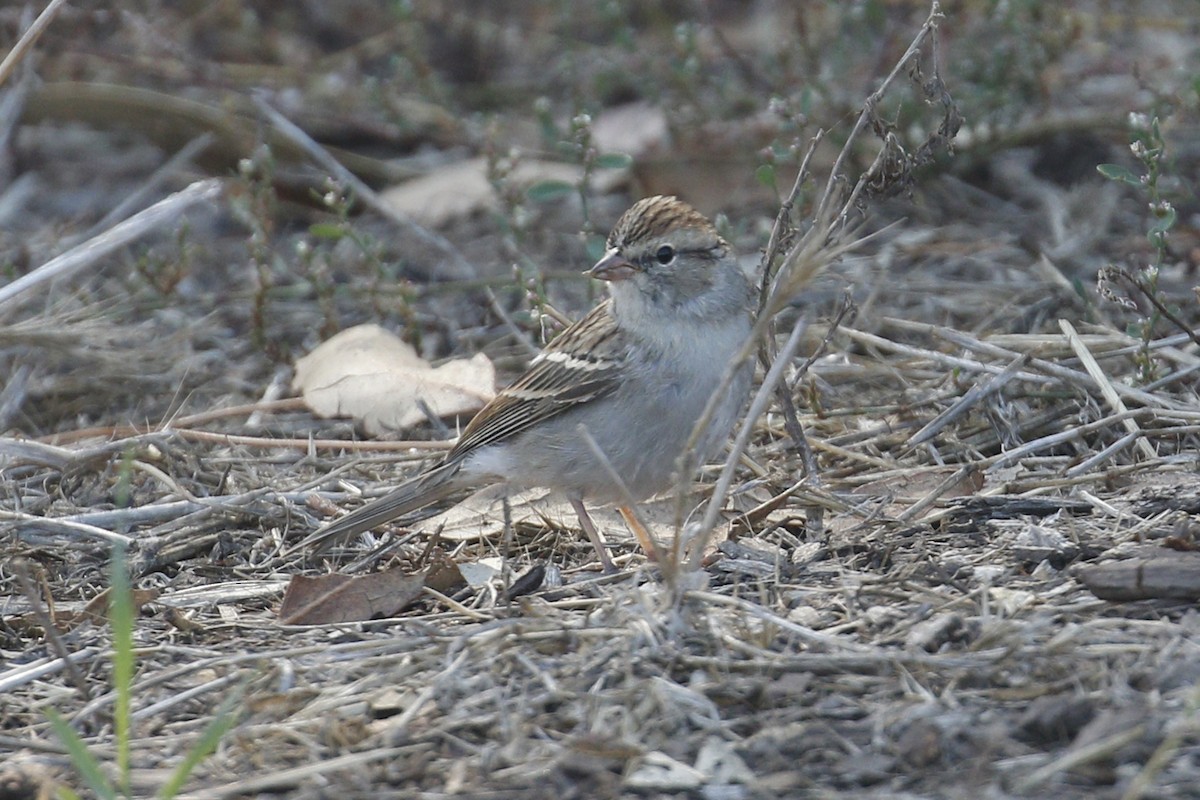 Chipping Sparrow - Donna Pomeroy