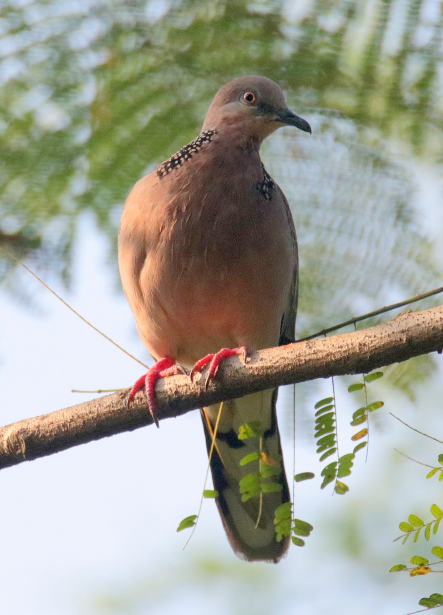 Spotted Dove - ML72071941