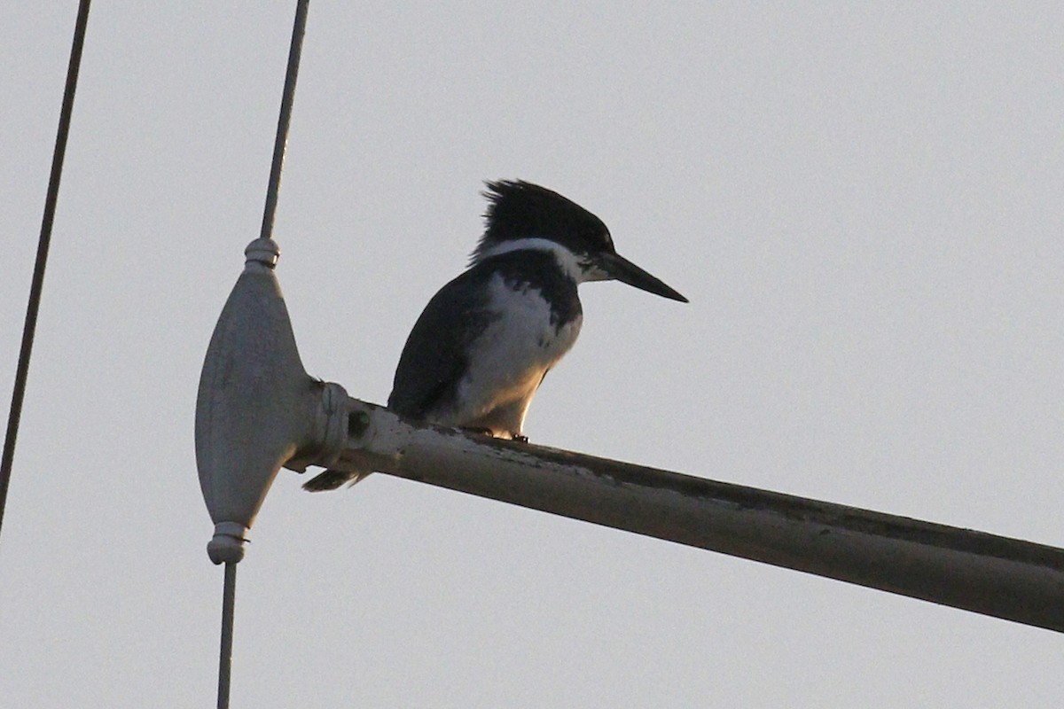 Belted Kingfisher - Donna Pomeroy
