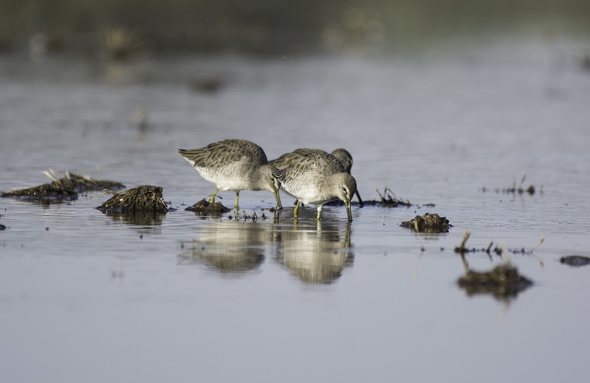 Long-billed Dowitcher - ML72073451
