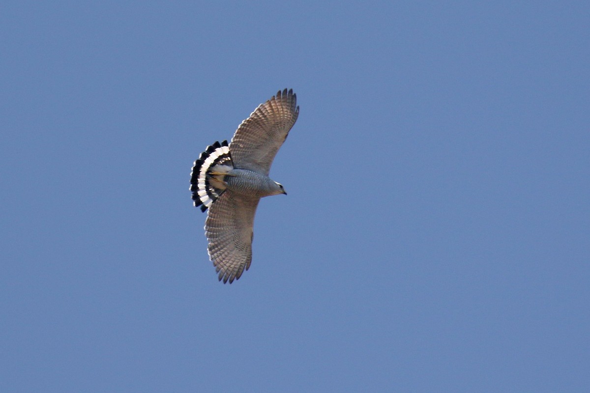 Gray-lined Hawk - David Lang