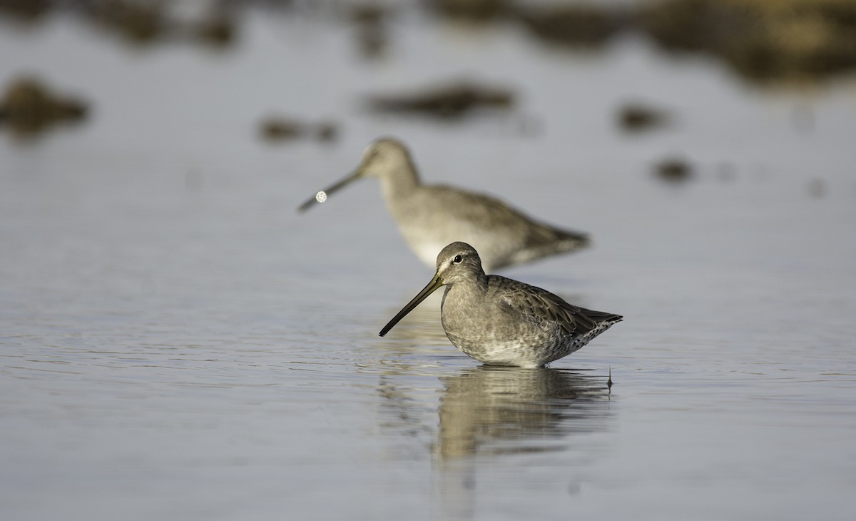 Long-billed Dowitcher - ML72074521