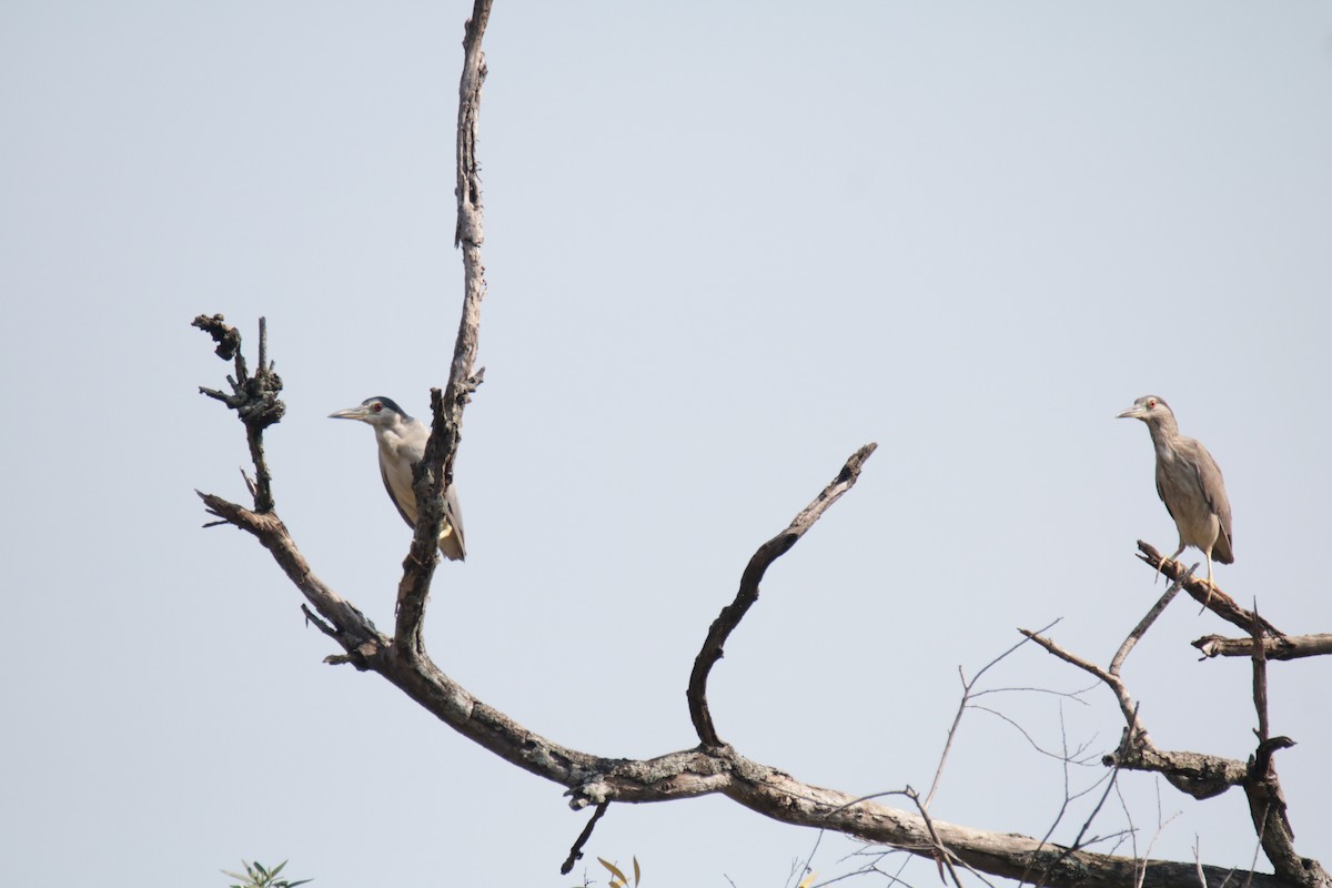 Black-crowned Night Heron - ML72076751