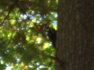 Pileated Woodpecker - ML72078631