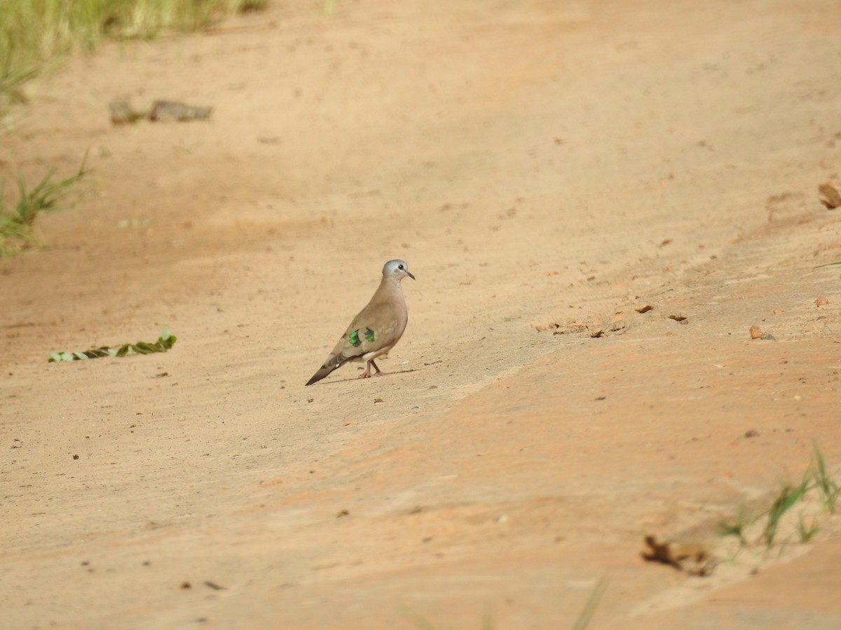 Emerald-spotted Wood-Dove - Nick Hudson