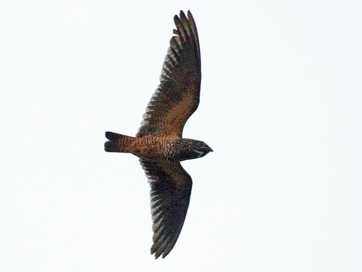 Shorttailed Nighthawk eBird
