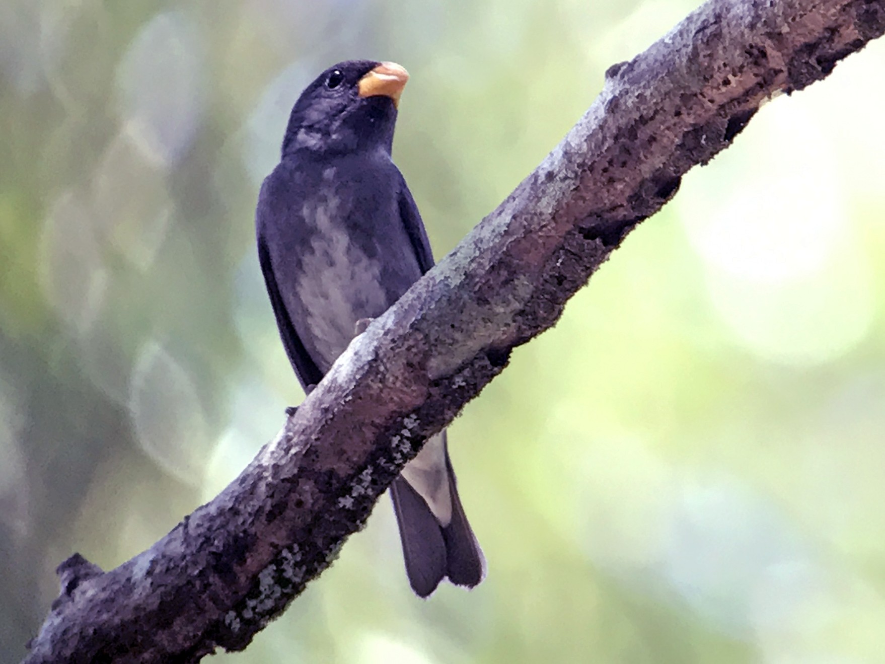 Slate-colored Seedeater - Johan Chaves