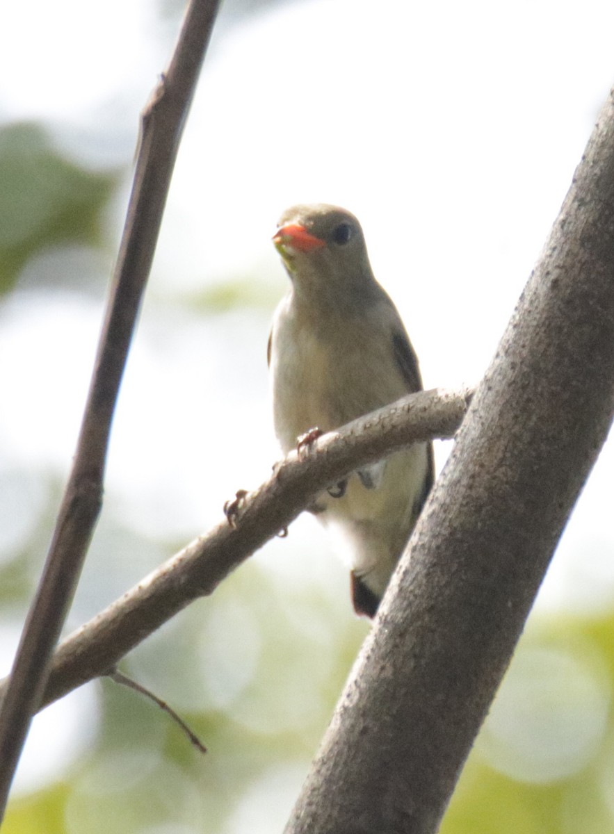 Scarlet-headed Flowerpecker - ML72081041