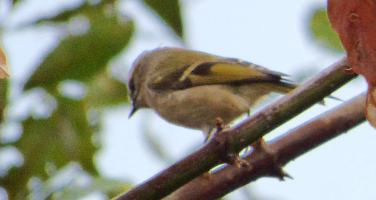 Golden-crowned Kinglet - Mary  McMahon