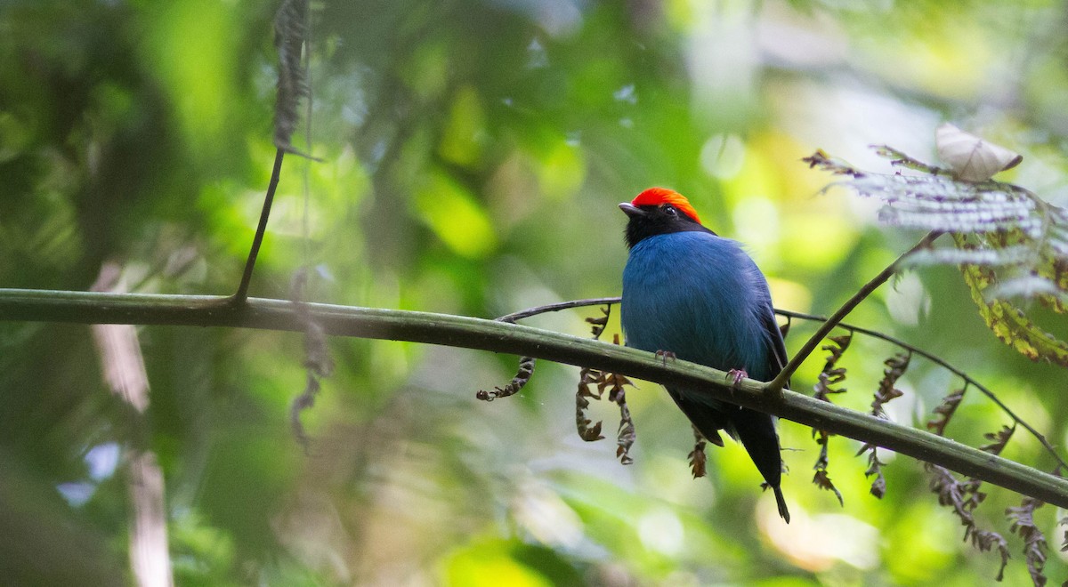 Swallow-tailed Manakin - Projeto  Dacnis