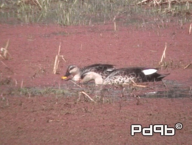 Indian Spot-billed Duck - ML720829