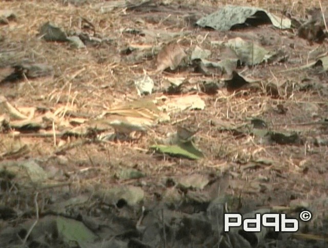 Olive-backed Pipit - ML720830