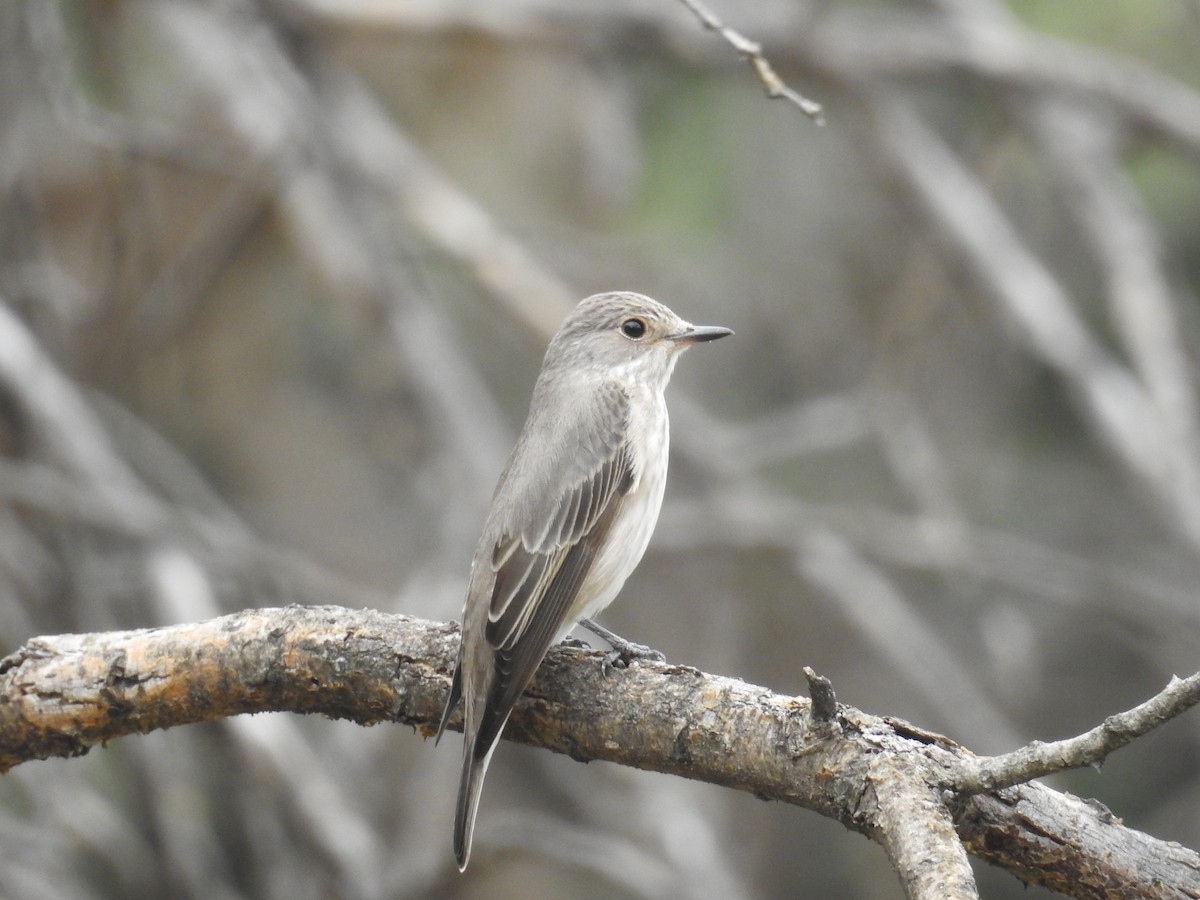 Spotted Flycatcher (Spotted) - ML72085351