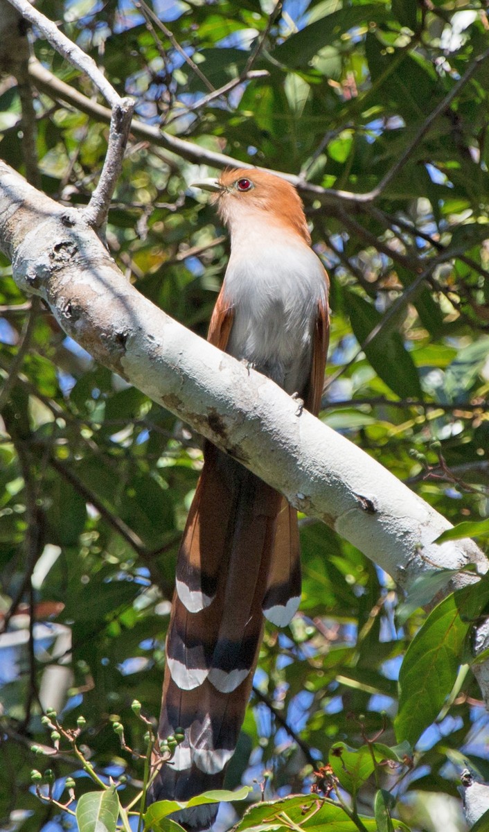 Squirrel Cuckoo (West Mexico) - Laura Keene
