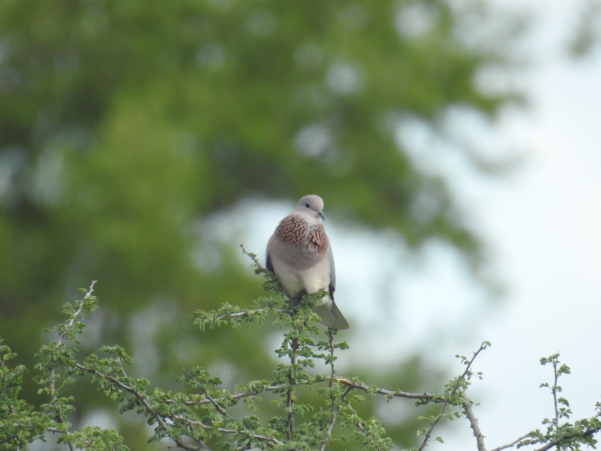 Laughing Dove - ML72085991