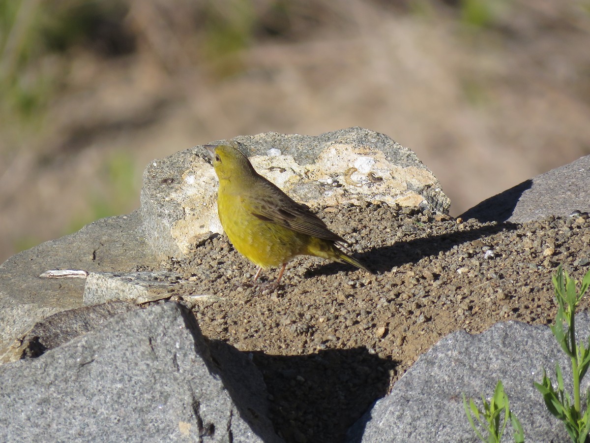 Greenish Yellow-Finch - Marcelo Olivares Herrera