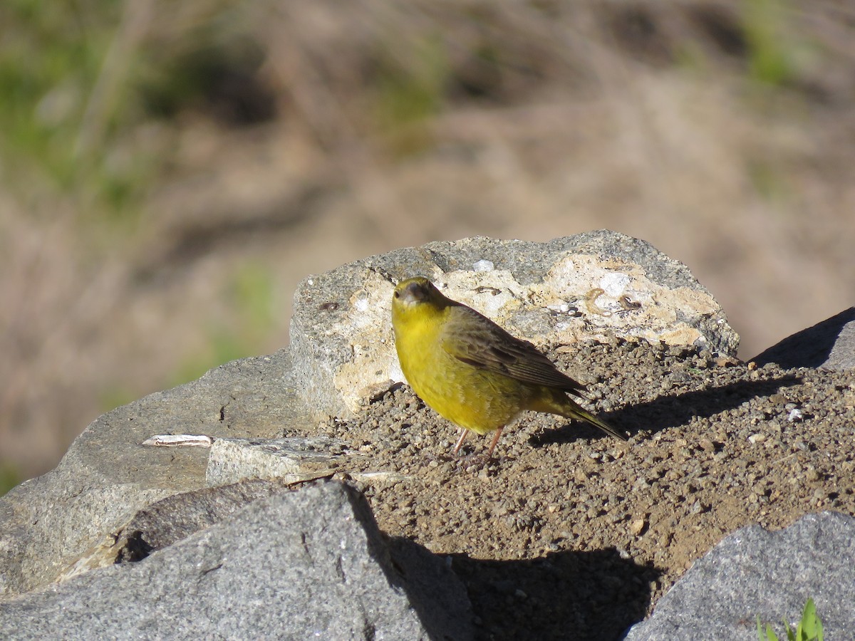 Greenish Yellow-Finch - Marcelo Olivares Herrera