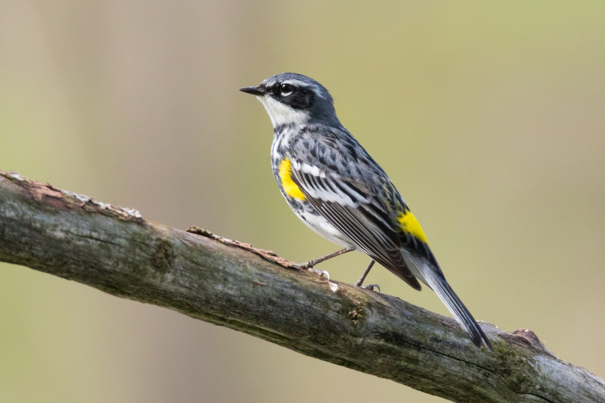 Yellow-rumped Warbler - Brad Imhoff