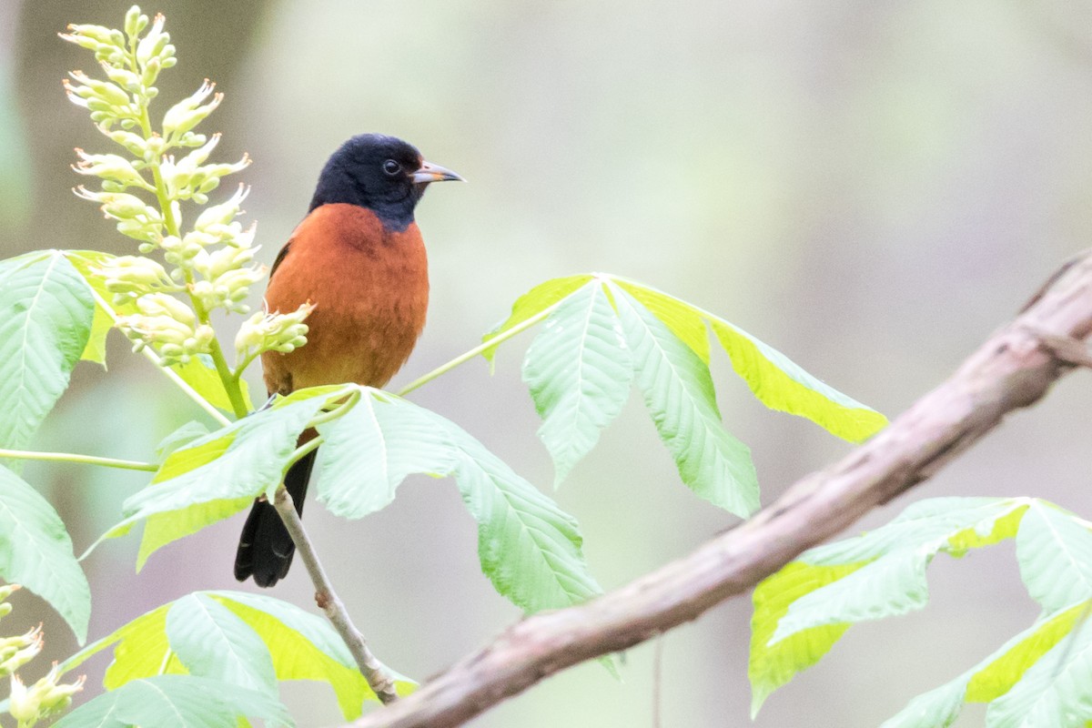 Orchard Oriole - Brad Imhoff