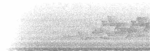 Amerika Çütresi (purpureus) - ML72087631
